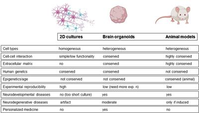 Limitations of human brain organoids to study neurodegenerative diseases: a manual to survive